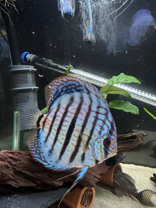 Peixes Discus grande qualidade