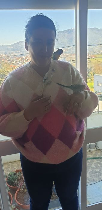 Piriquitos criados a mão