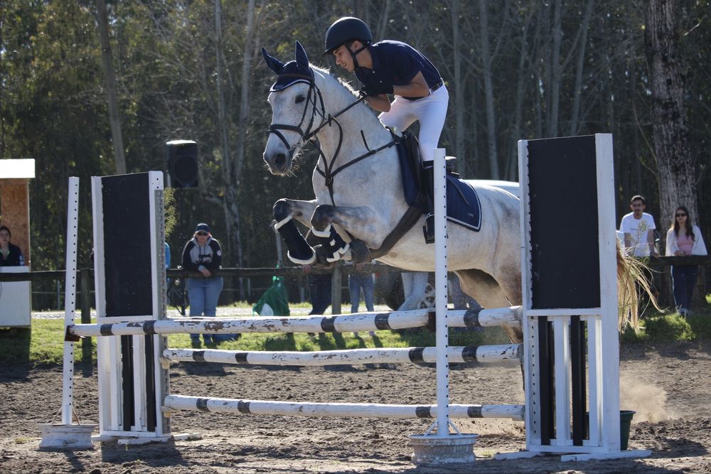 Égua Cruzada Lusitano