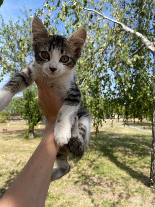 Кошенятко в добрі руки