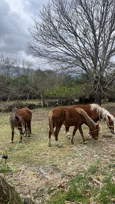 Vendo Cavalos Mansos !!