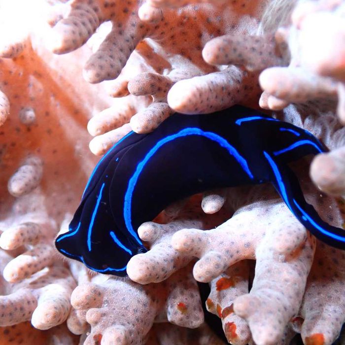 Chelidonura varians drapieżnik polujący na płazińce / akwarium morskie