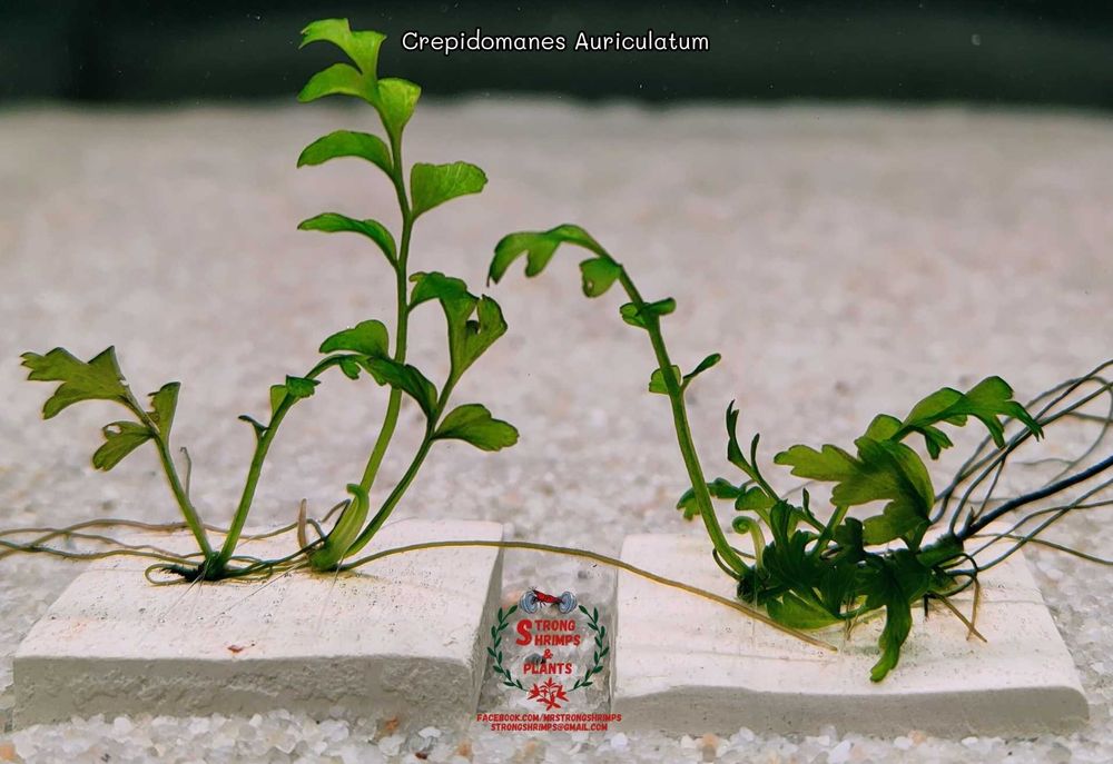 Crepidomanes Auriculatum- Hymenasplenium Obscurum Rarytas