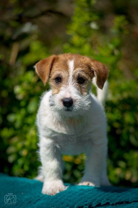 Джек Расел Тер'єр-цуценяна у відповідальні руки!