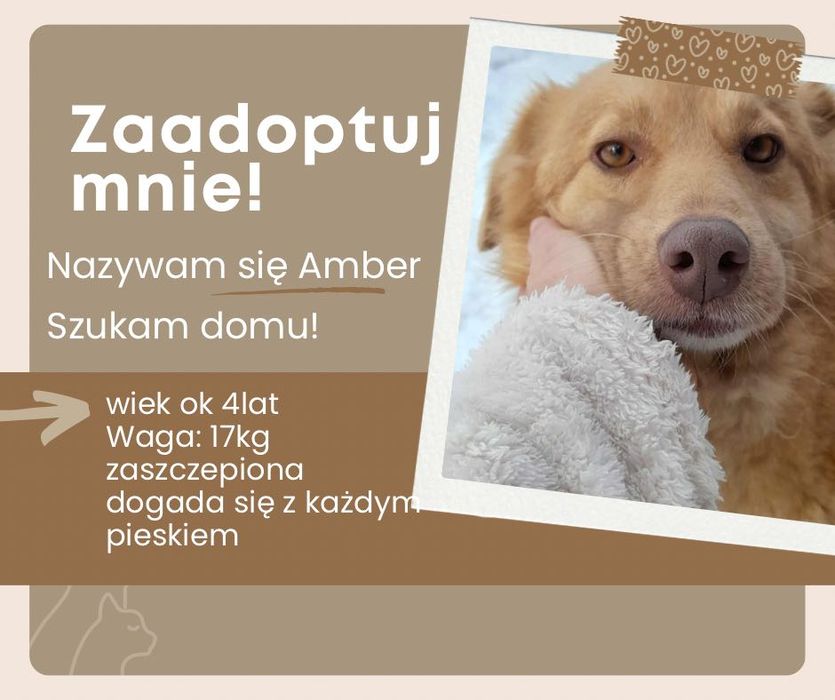 Amber bursztynowa sunia