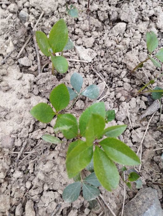 Морозник -Чемерник