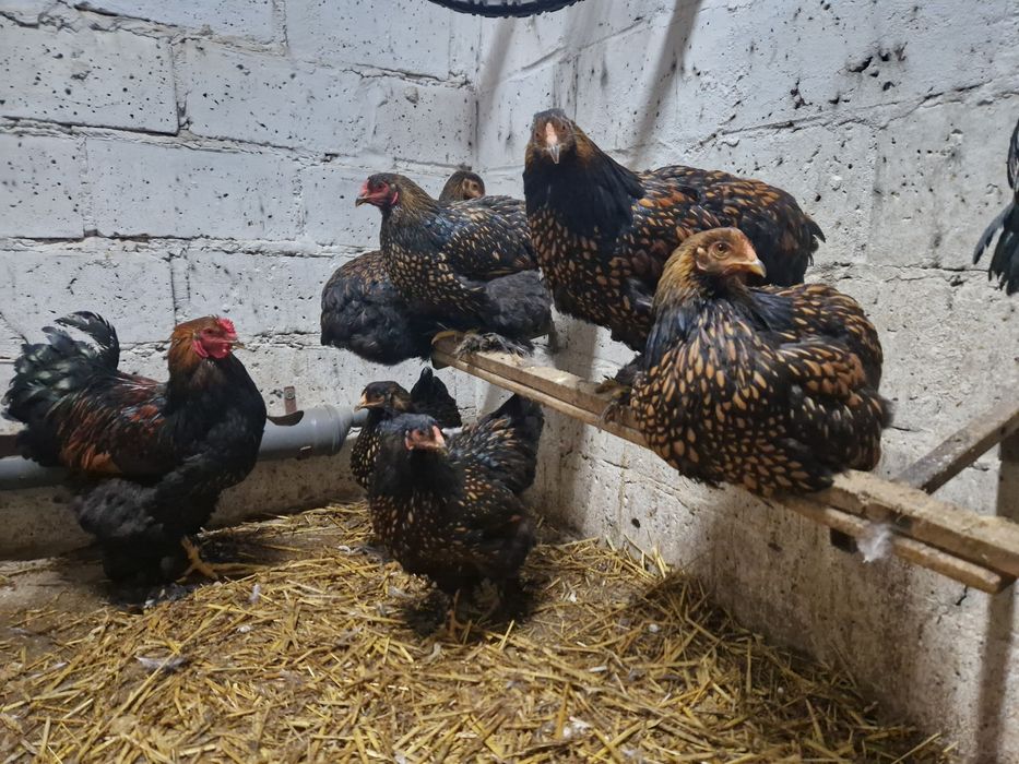 Jaja legowe Brahma Olbrzymia Zlotołuskowane