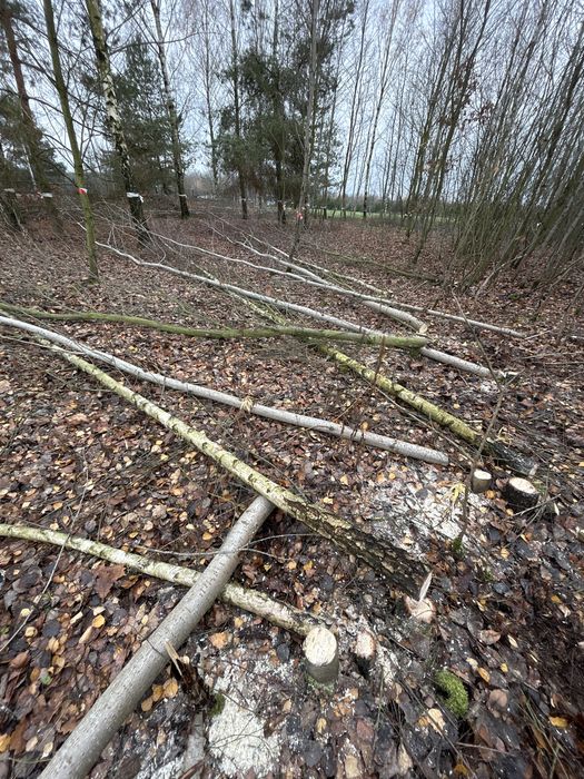 Oddam za darmo drzewo