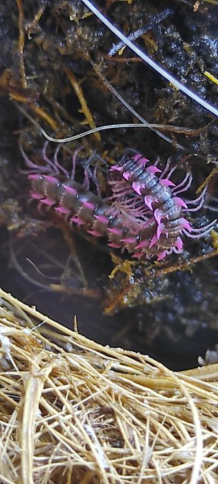 Unikalne wije "Red Dragon" (Desmoxytes planata) – Smocze krocionogi