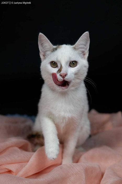 Słonina, trikolorka o nietypowym umaszczeniu