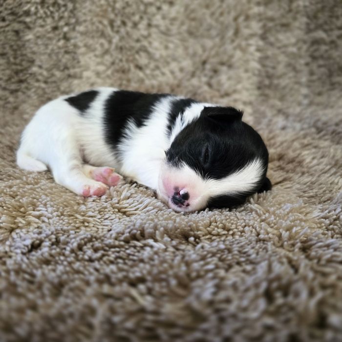 Papillon , ZKwP FCI, Spaniel kontynentalny miniaturowy