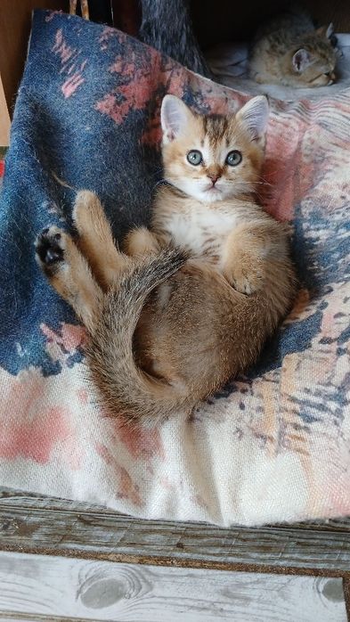 Для Вас шотландський четверолапий товариш за донати для ЗСУ