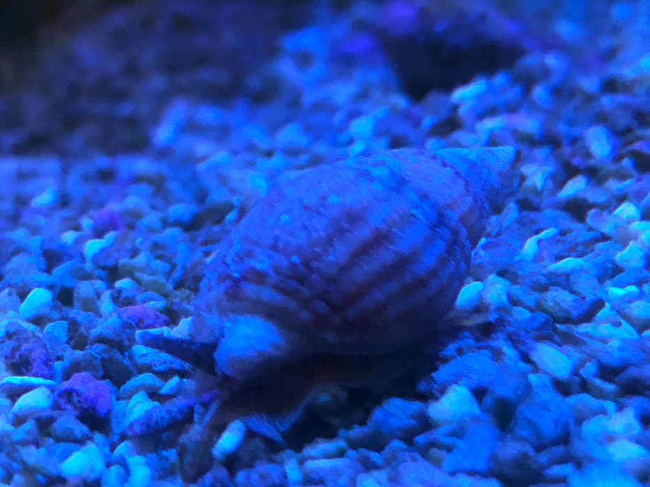 Vendo nassarius vibex aquario marinho
