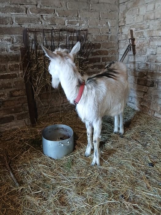 Продам козу первістка