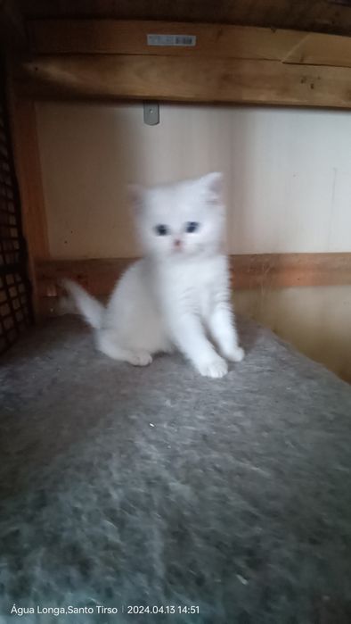 British Shorthair   chinchila