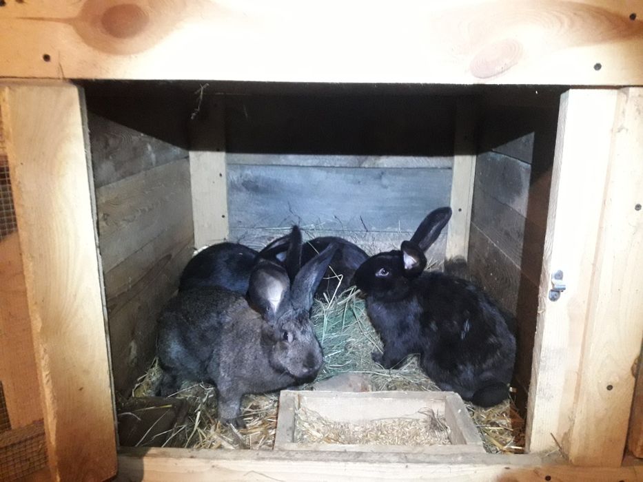 Króliki młode srokacze