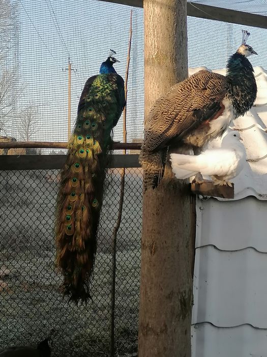 Декоративные животные, павлин индийский и другие.