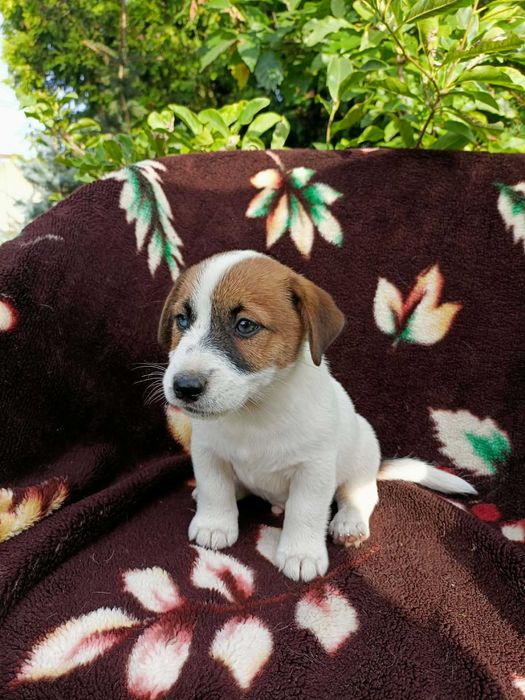 Wzorcowy Jack Russell terrier piękna budowa rodzice FCI