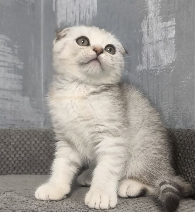 Висловуха дівчинка срібла шиншила котята кошенята котики