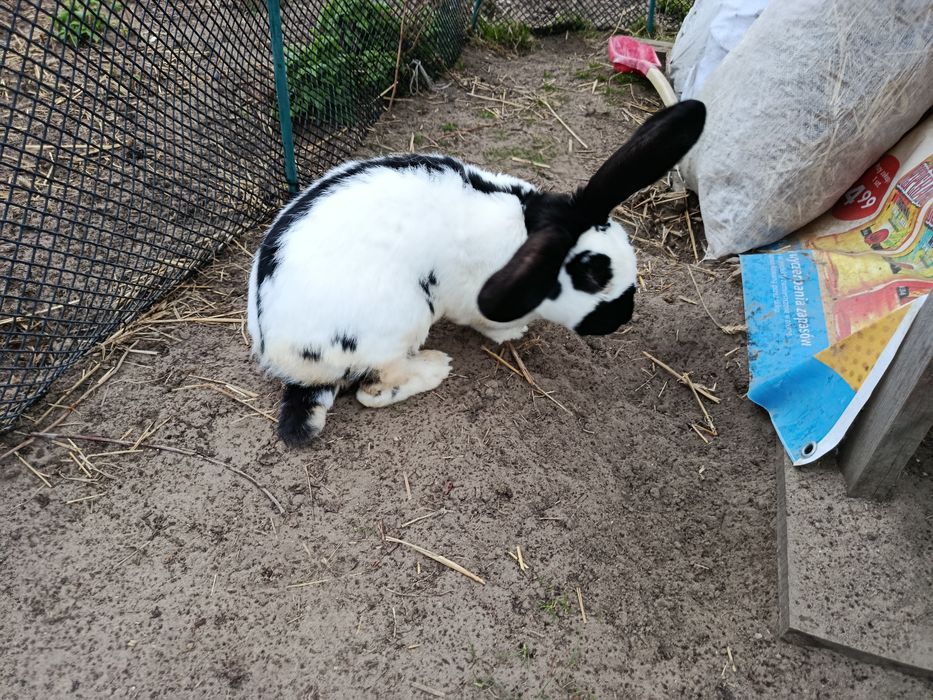 Królik Samiec srokacz