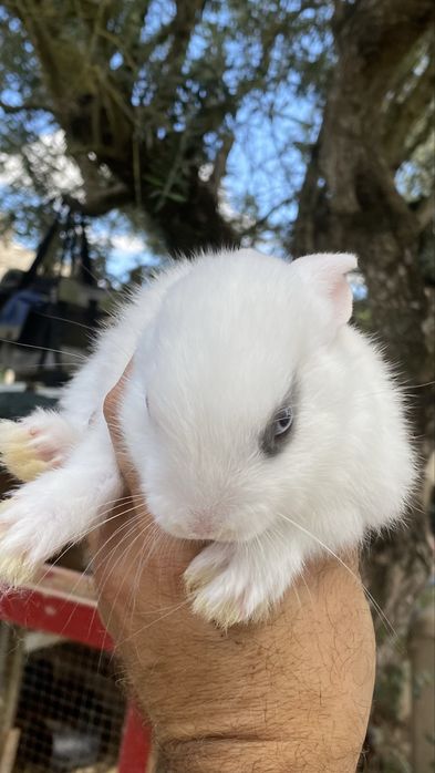 Coelhinha anã (Com olho à pirata!)