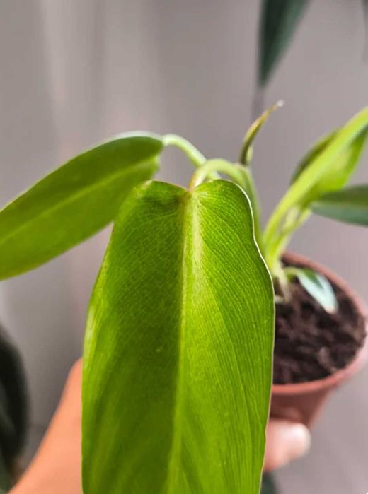 Philodendron Spiritus Sancti