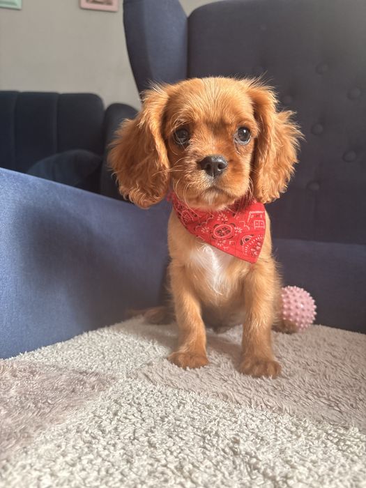 Cavalier King Charles Spaniel piesek.