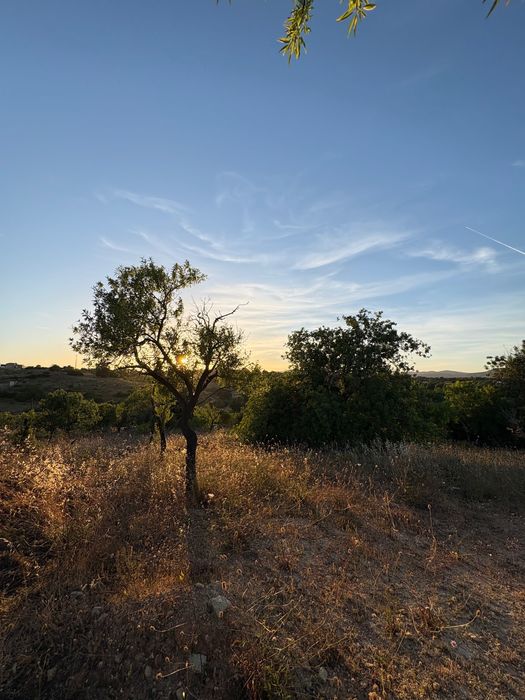 Terreno Rústico Algarve