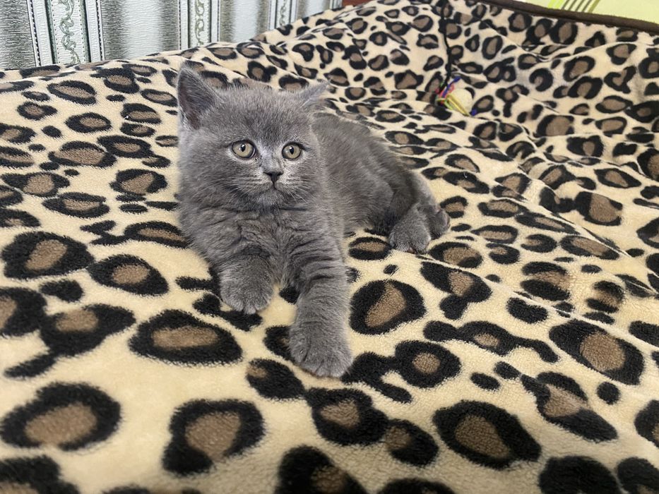 Продам шотландських кошенят