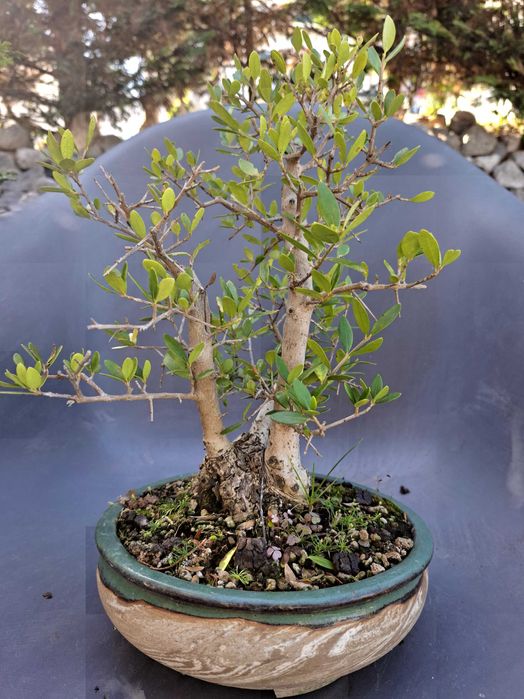 Bonsai Oliveira (Olea Europaea var.Sylvestris)