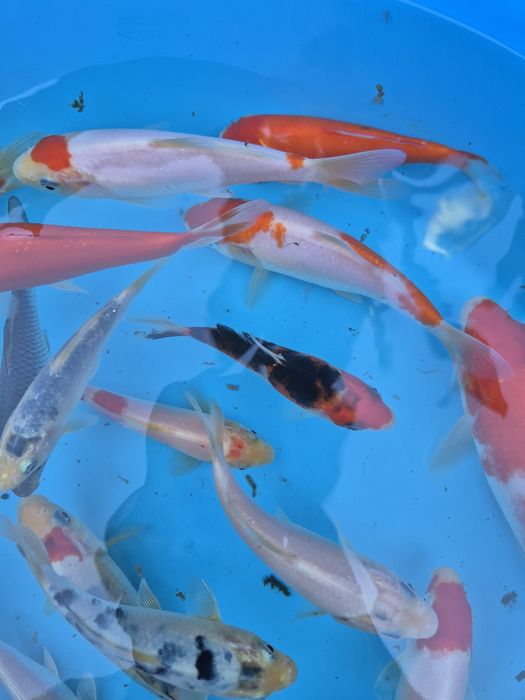 Carpas koi 10cm a 18cm