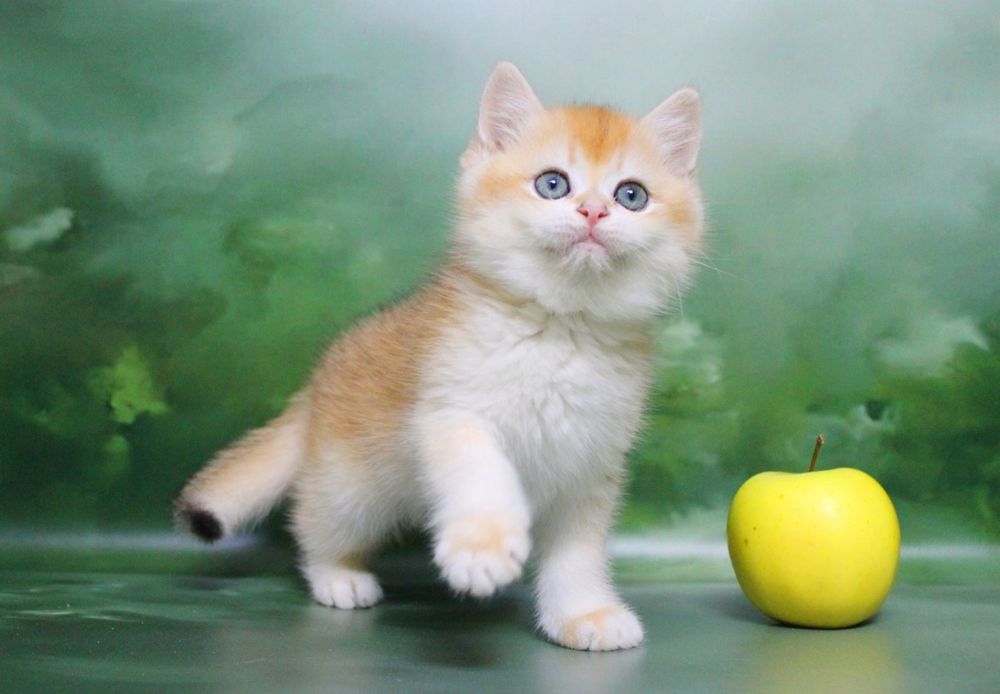 Яскрава британочка чекає найкращих батьків