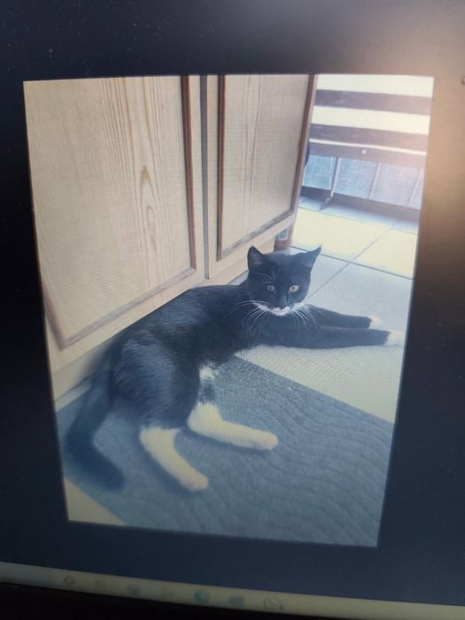 Piękny kocurek kot szuka domu