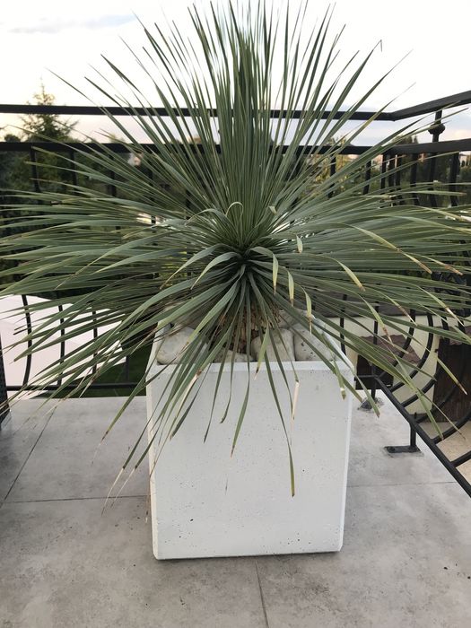 Donice betonowe do salonu do ogrodu i na taras