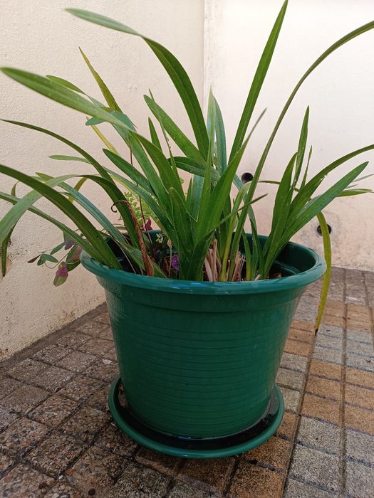 Orquídeas de jardim