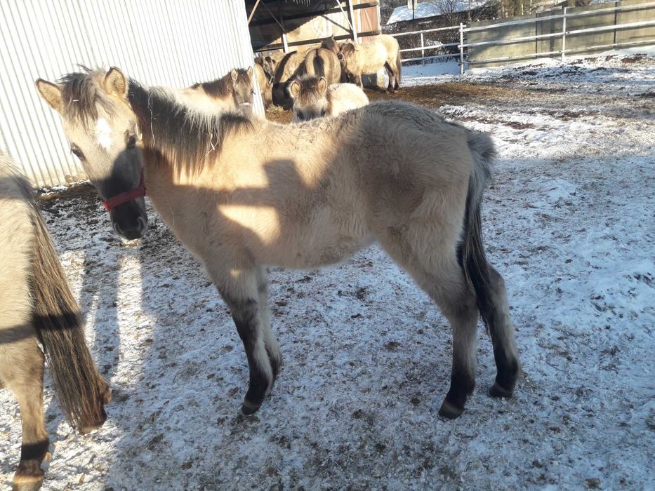 Konik polski doplatowy