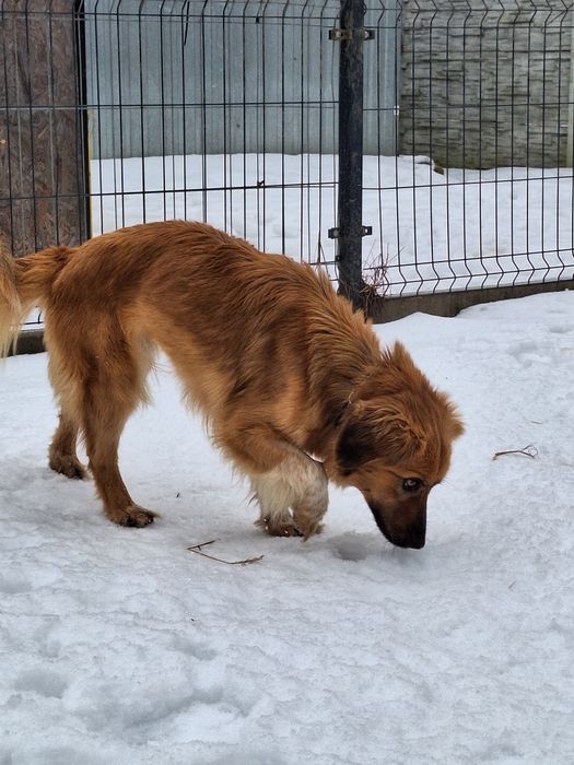 Sunia Sara szuka kochającego domu