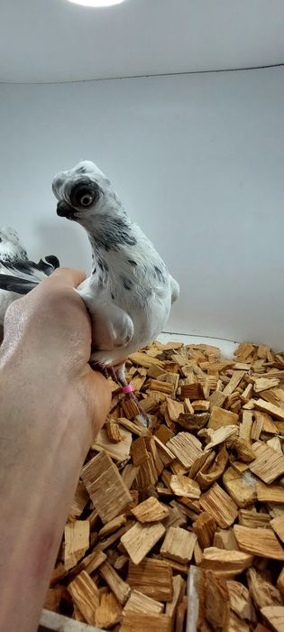 Szek, szeki, krotkodzioby polski