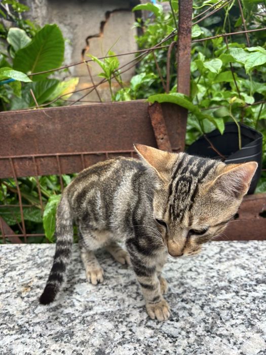 Gatinhos para adoçao
