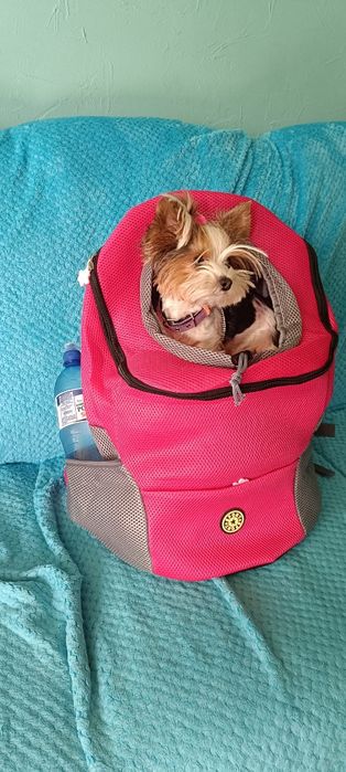 Plecak dla psa różowy rozmiar L
