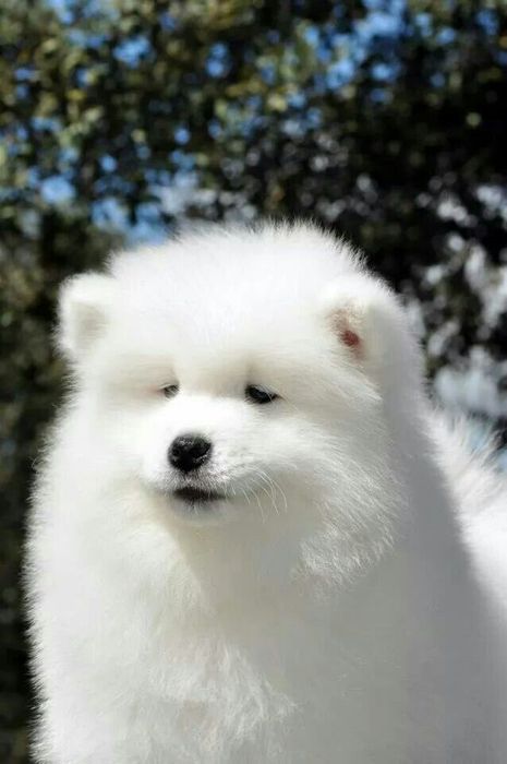 Samoyed samiec samica samojed hodowla pracująca z behawiorystą idealne szczenięta