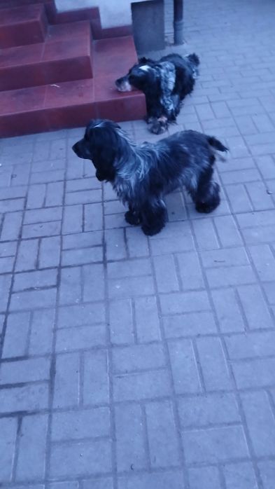 Piesek Cocker Spaniel