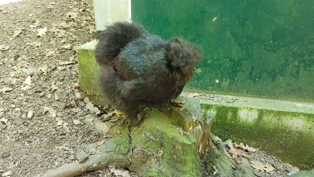 Ovos  e pintos de sedosas do Japão