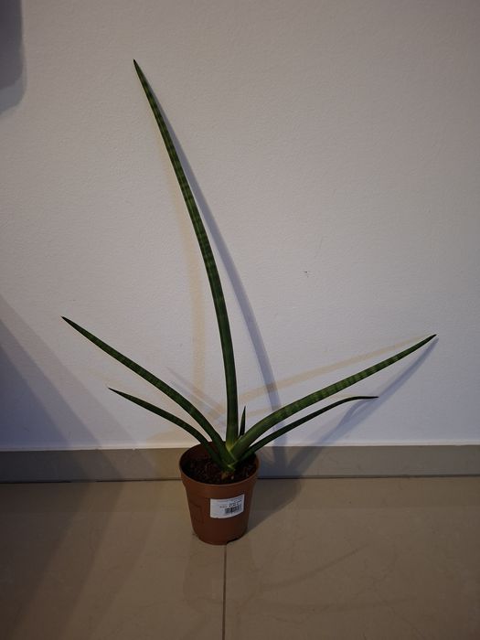 Sansewieria cylindryczna, kwiatek doniczkowy