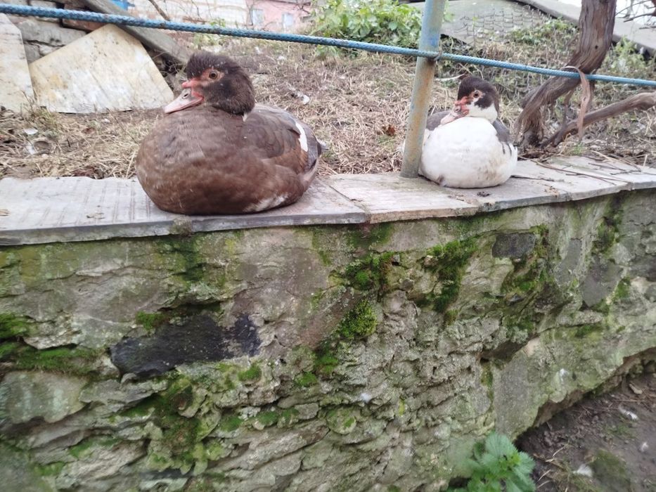 Індокачка, мускусні качки, качур