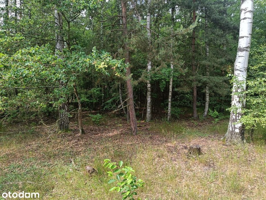 Działka w Ostrowinie - 3153 m² natury i spokoju z własnym lasem