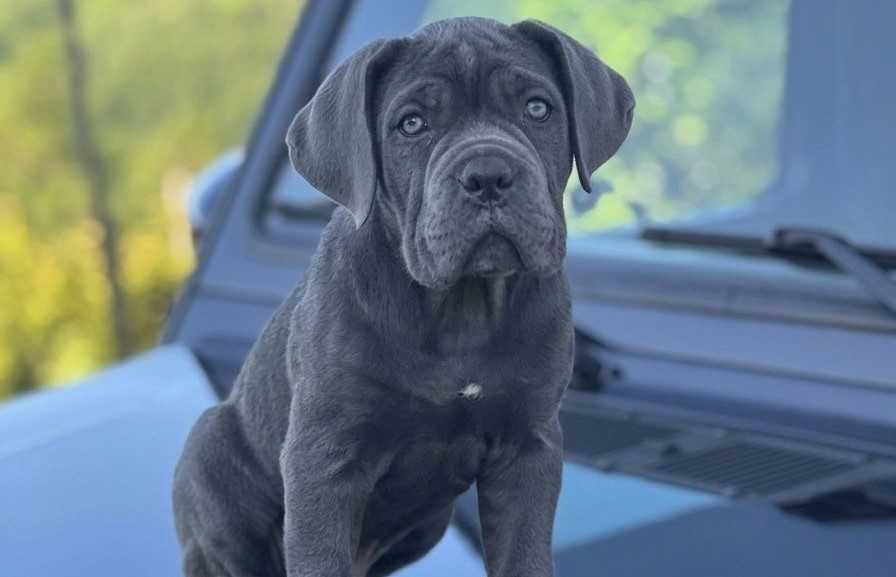 Cane Corso FCI – wyjątkowa szara suczka gotowa do odbioru
