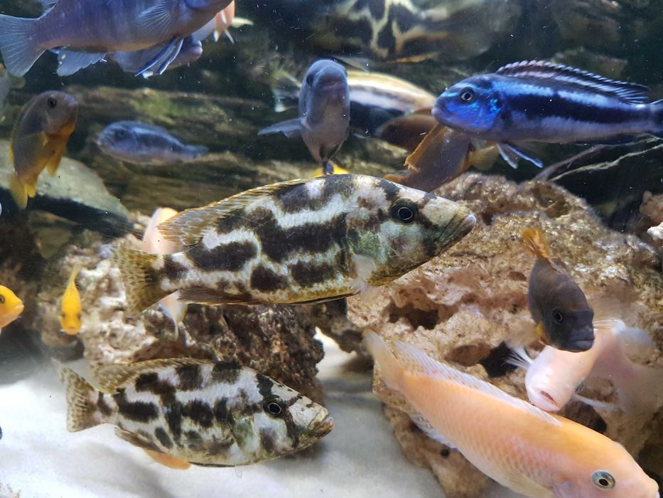 Pyszczak plamisty, pyszczaki Livingstona, Nimbochromis livingstonii