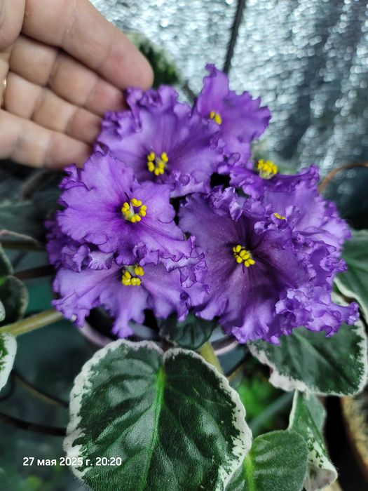 Фиалки мини трейлеры