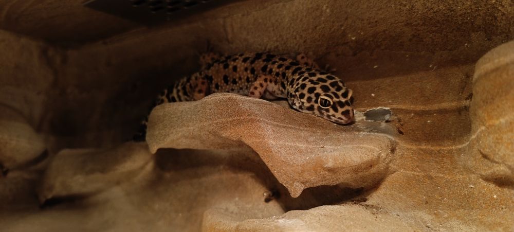 Gekon lamparci, duży piękny zdrowy samiec